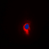 3 - Anti-GLURD2 Antibody AP60300