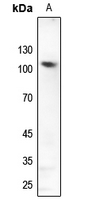 1 - Anti-GLURD2 Antibody AP60300