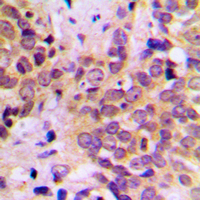 19 - Anti-GSK3 beta Antibody AP60301