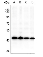 1 - Anti-GSK3 beta Antibody AP60301