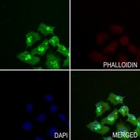 3 - Anti-HDGFRP3 Antibody AP60308