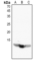 1 - Anti-Histone H4 (Acetyl-K16) Antibody AP60315