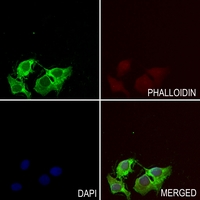 3 - Anti-HLA-H Antibody AP60317