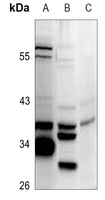 1 - Anti-HLA-H Antibody AP60317