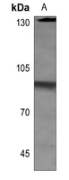 1 - Anti-HSF1 (Phospho-S303) Antibody AP60320