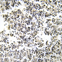 19 - Anti-CD179b Antibody AP60322