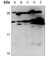 1 - Anti-CD179b Antibody AP60322