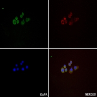 3 - Anti-CD218b Antibody AP60324