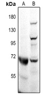 1 - Anti-CD218b Antibody AP60324