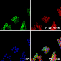 3 - Anti-CD124 Antibody AP60325