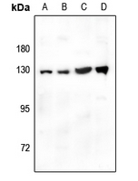 1 - Anti-CD124 Antibody AP60325