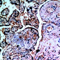 19 - Anti-Inhibin alpha Antibody AP60326