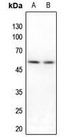 1 - Anti-IRX3 Antibody AP60328