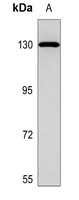 1 - Anti-Integrin alpha 8 HC Antibody AP60329