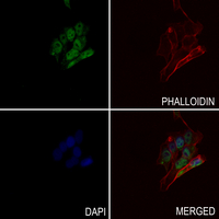 3 - Anti-JUNB (Phospho-S259) Antibody AP60330