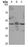 1 - Anti-JUNB (Phospho-S259) Antibody AP60330