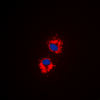 3 - Anti-EG5 (Phospho-T926) Antibody AP60331