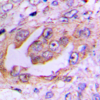 19 - Anti-EG5 (Phospho-T926) Antibody AP60331