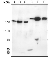 1 - Anti-EG5 (Phospho-T926) Antibody AP60331