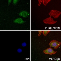 3 - Anti-LIF Antibody AP60332