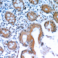 19 - Anti-LIF Antibody AP60332