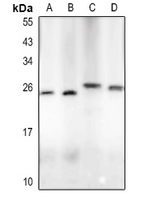 1 - Anti-LIF Antibody AP60332