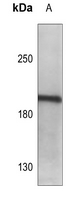 1 - Anti-LMO7 Antibody AP60333