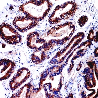 19 - Anti-CD229 Antibody AP60334