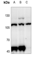 1 - Anti-CD229 Antibody AP60334