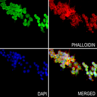 3 - Anti-MAF1 Antibody AP60336