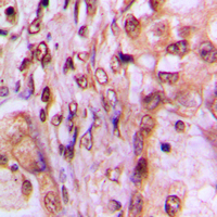 19 - Anti-MAF1 Antibody AP60336