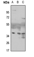 1 - Anti-MAF1 Antibody AP60336