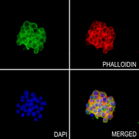 3 - Anti-TAK1 Antibody AP60337