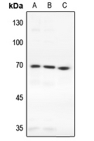 1 - Anti-TAK1 Antibody AP60337