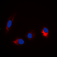 3 - Anti-TAU (Phospho-S673) Antibody AP60338