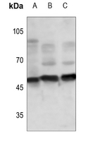 1 - Anti-TAU (Phospho-S673) Antibody AP60338