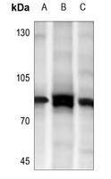 1 - Anti-MARK3 Antibody AP60339
