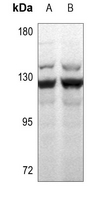 1 - Anti-MSH3 Antibody AP60340