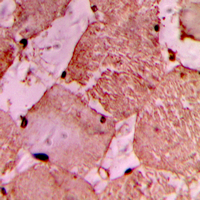 19 - Anti-IDOL Antibody AP60343