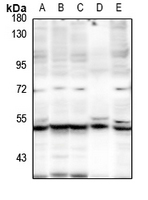 1 - Anti-IDOL Antibody AP60343