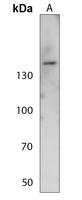 1 - Anti-NFAT3 (Phospho-S676) Antibody AP60347