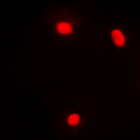 3 - Anti-NFIL3 Antibody AP60348