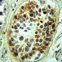 19 - Anti-NFIL3 Antibody AP60348