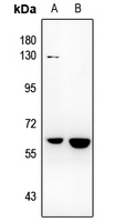 1 - Anti-NR4A3 Antibody AP60352
