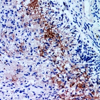 19 - Anti-Neuropilin 2 Antibody AP60353