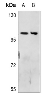 1 - Anti-Neuropilin 2 Antibody AP60353