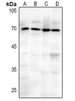1 - Anti-CD73 Antibody AP60354