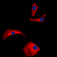 3 - Anti-OLFML2A Antibody AP60355