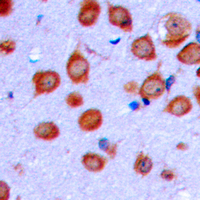 19 - Anti-OLFML2A Antibody AP60355