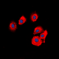 3 - Anti-OLFML2B Antibody AP60356